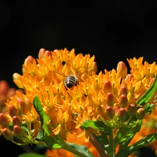 lychnis