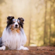 shetland Sheepdog, dog, lying