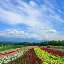 machines, Equipment, Flowers, Way, field