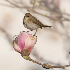Bird, Magnolia, bud, Colourfull Flowers