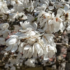 Flowers, White, Flowers, Magnolia