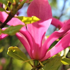 Pink, Magnolia