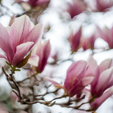 branch pics, Flowers, Magnolias, pale pink