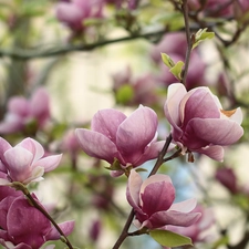 Pink, Bush, Flowers, Magnolias