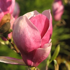 bud, Magnolii