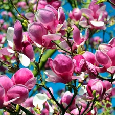 Flowers, viewes, Magnolii, trees