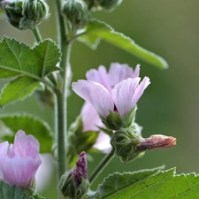 Colourfull Flowers, Pink, mallow