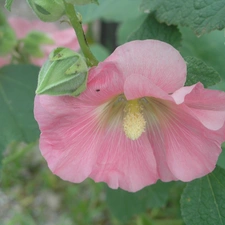 Pink, mallow