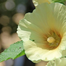 White, mallow