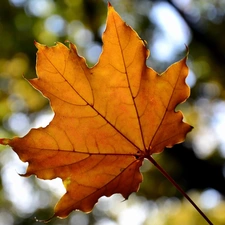 maple, Orange, leaf