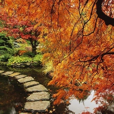 maple, Garden, pond