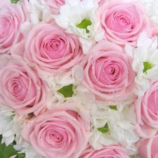 marguerites, bouquet, rouge