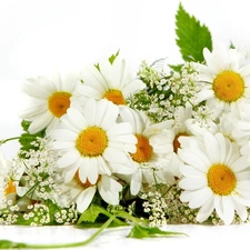 marguerites, bouquet, white