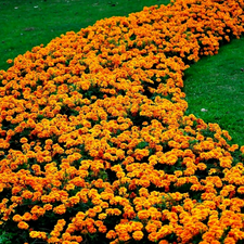 marigold was, grass