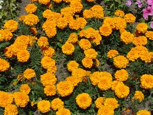 Yellow, marigold