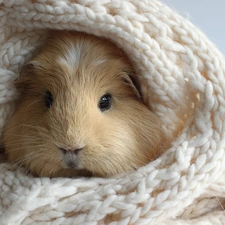 Scarf, guinea pig, maritime