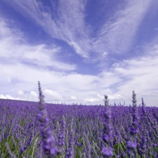 lavender, marsh