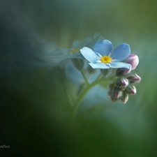 forget-me-not