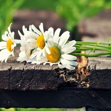 Meadow, daisy, Bench