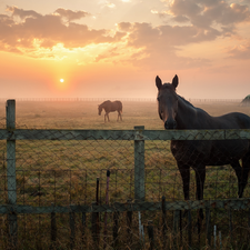 fence, Great Sunsets, Meadow, pasture, bloodstock