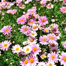 camomiles, Meadow