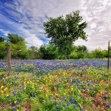 fence, trees, Meadow, clouds, Flowered, viewes