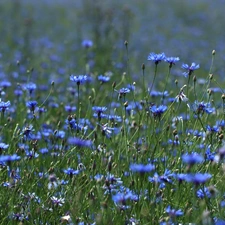 cornflowers, Flowers, Meadow, Blue