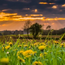 Common Dandelion, Spring, Meadow