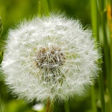 dandelion, Meadow