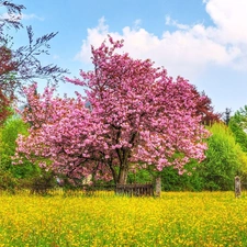 flourishing, kirsch, Meadow, trees