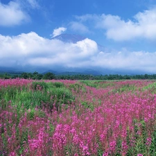 Meadow, Flowers, Mountains, clouds, panorama