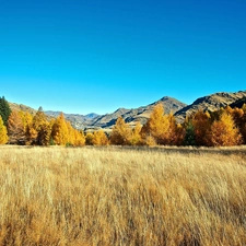 Meadow, Mountains, forest