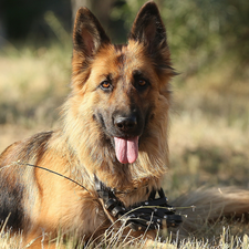 Meadow, grass, German Shepherd, muzzle, dog