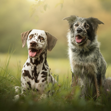 Meadow, grass, Dogs, Dalmatian, Two cars