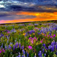 lupine, Great Sunsets, Meadow