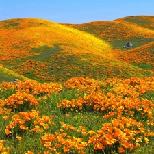 The Hills, papavers, Meadow