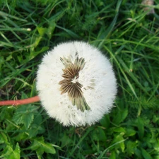 Meadow, puffball, medical