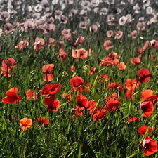 papavers, Meadow