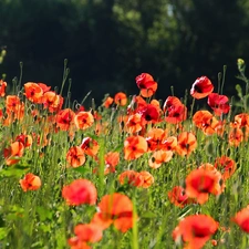 Meadow, Red, papavers