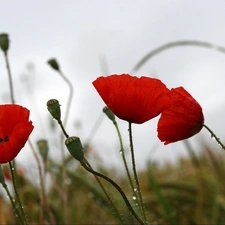 Meadow, Red, papavers