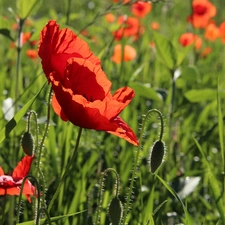 Meadow, Red, papavers