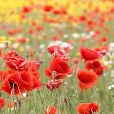 Meadow, Red, papavers