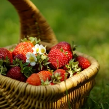 Meadow, basket, strawberries