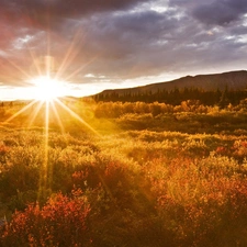 Meadow, rays, sun