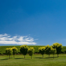 Meadow, trees, viewes