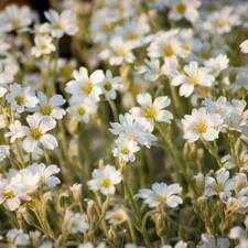 White, Close, Meadow, flowers