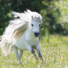 White, Shetland Pony, Meadow, Horse