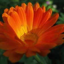 Marigold, medical