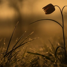 grass, Colourfull Flowers, fuzzy, background, dew, Fritillaria meleagris