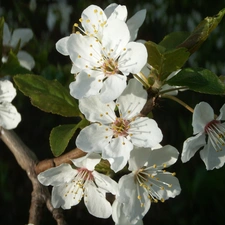 mirabelle, flourishing, trees